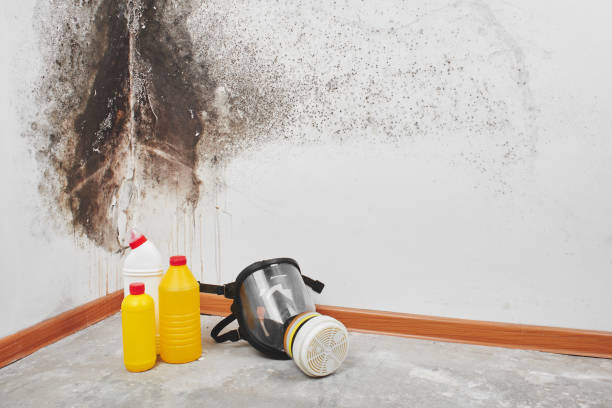 Professional Mold Remediation in Lincoln, AL