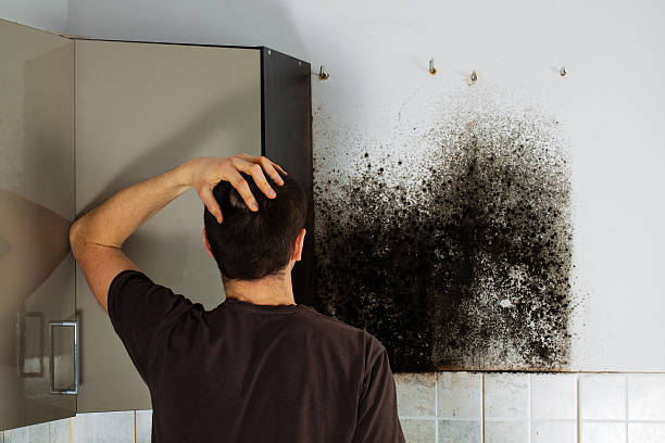 Best Residential Mold Remediation in Lincoln, AL