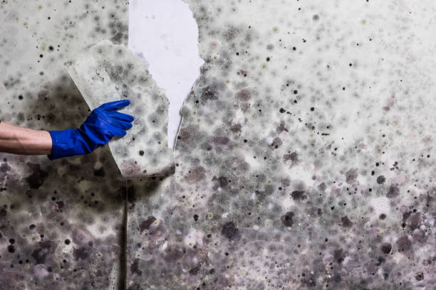 Best Post-Flood Mold Remediation in Lincoln, AL