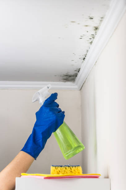 Best Mold Remediation for Specific Building Types in Lincoln, AL